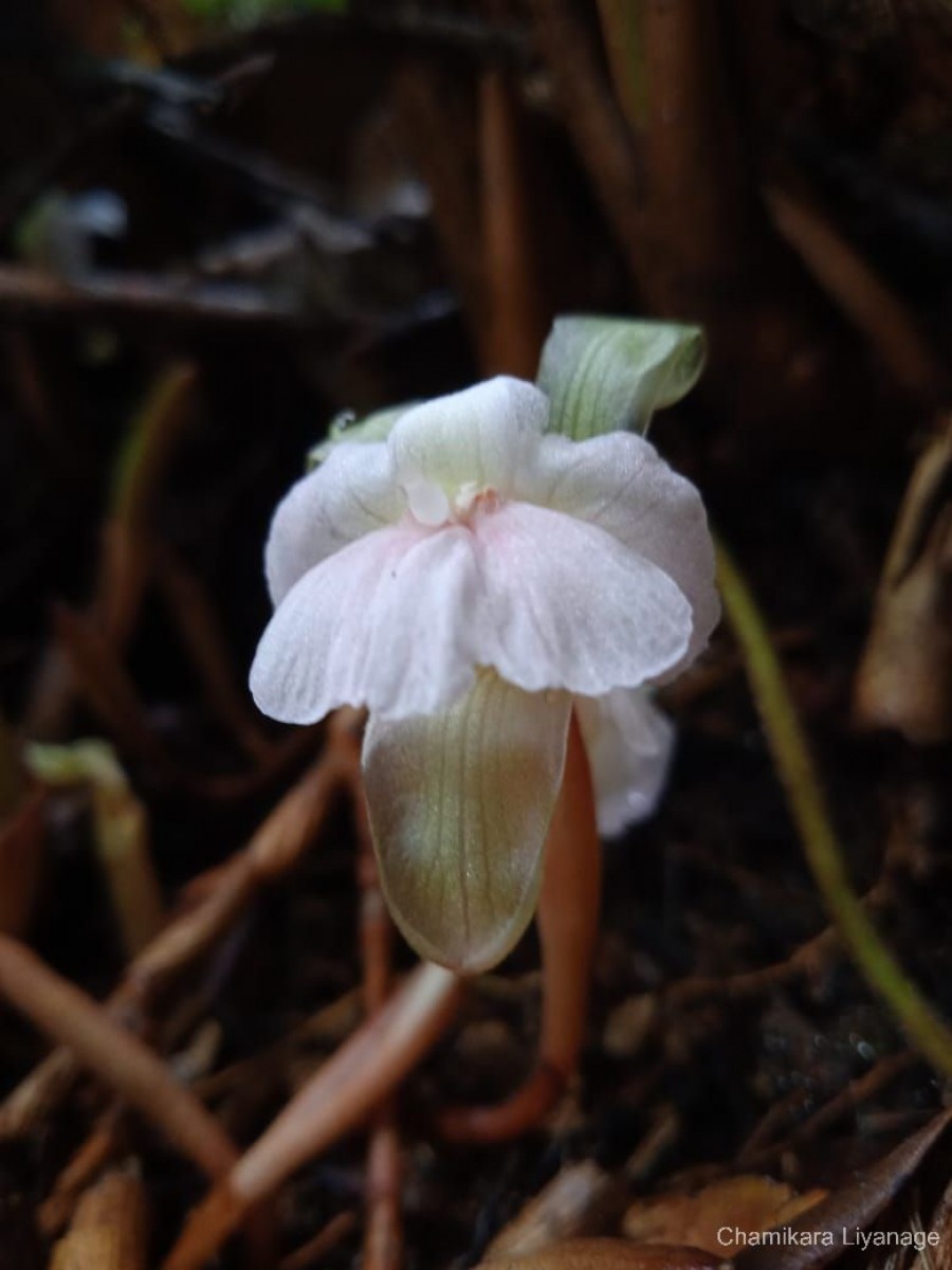 Cyphostigma pulchellum (Thwaites) Benth.