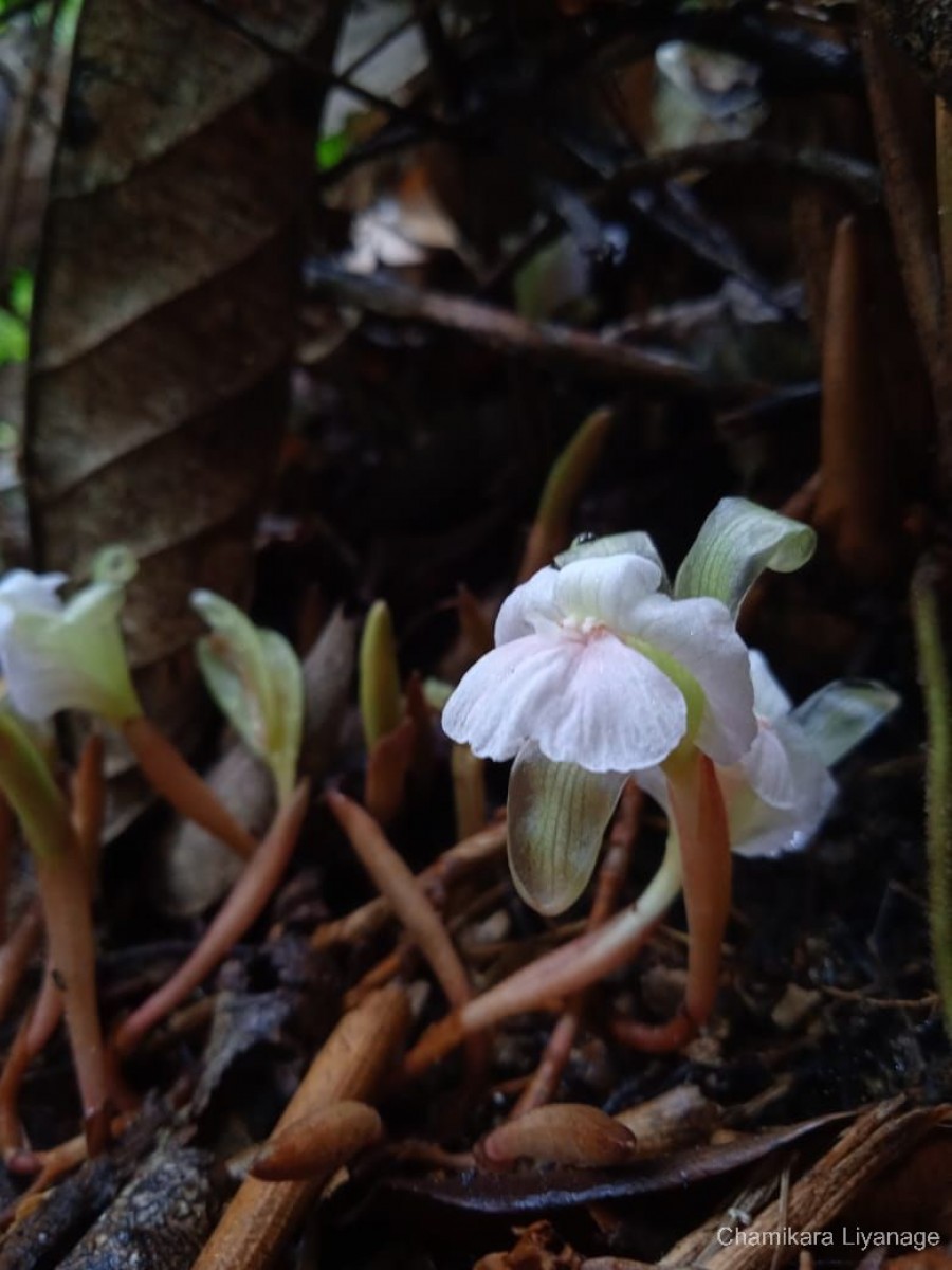 Cyphostigma pulchellum (Thwaites) Benth.