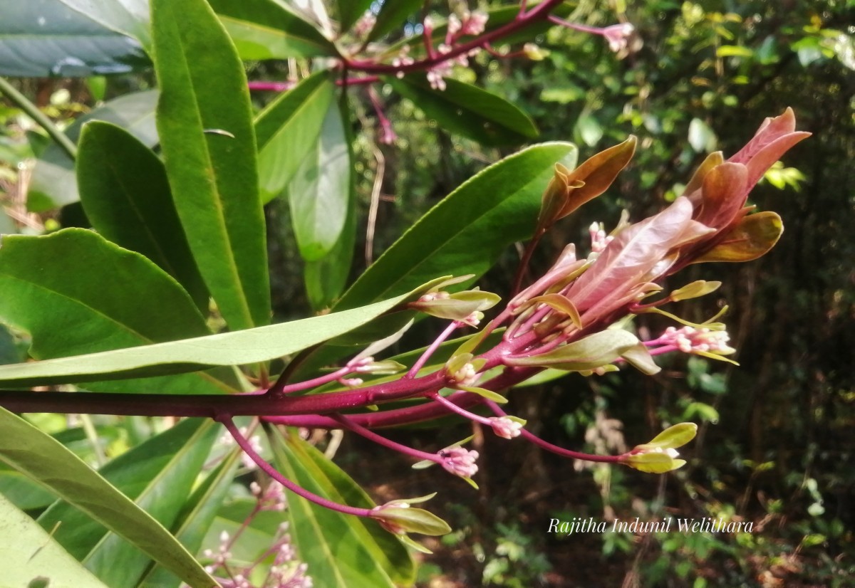 Ardisia rothii A.DC.