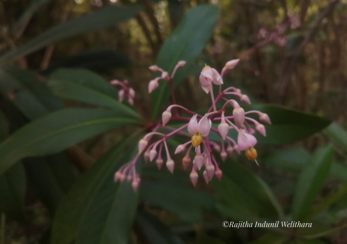 Ardisia rothii A.DC.