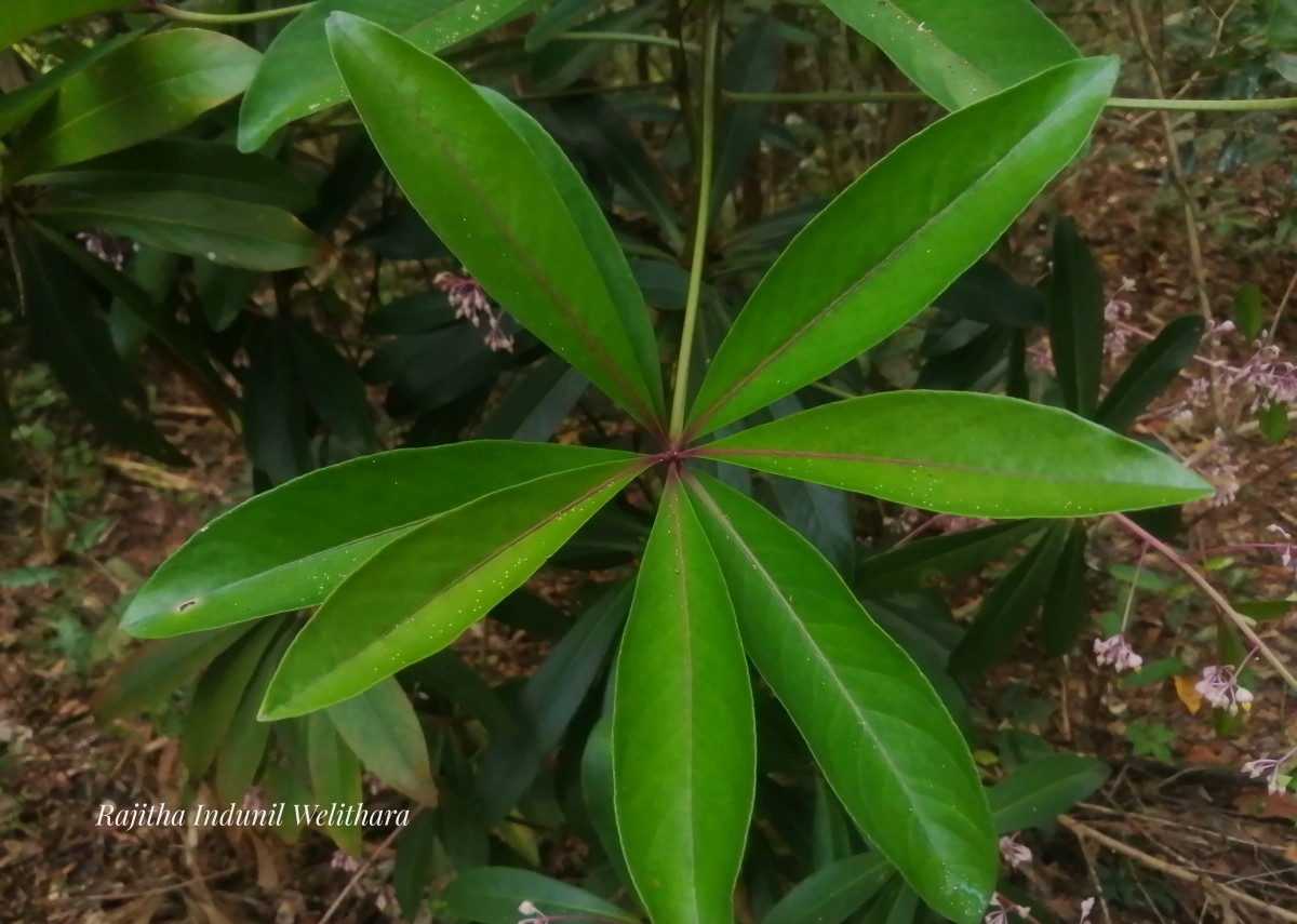 Ardisia rothii A.DC.