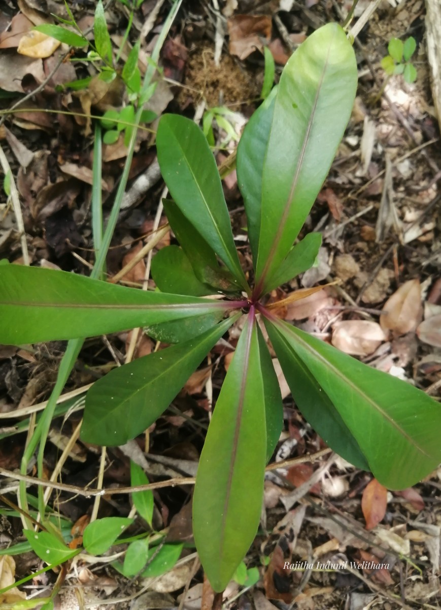 Ardisia rothii A.DC.