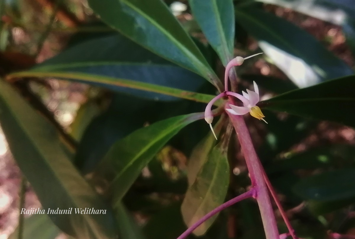 Ardisia rothii A.DC.