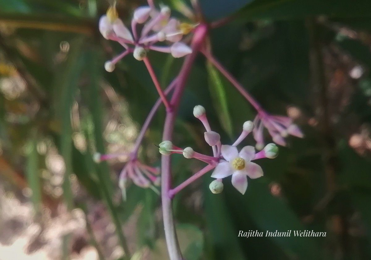 Ardisia rothii A.DC.