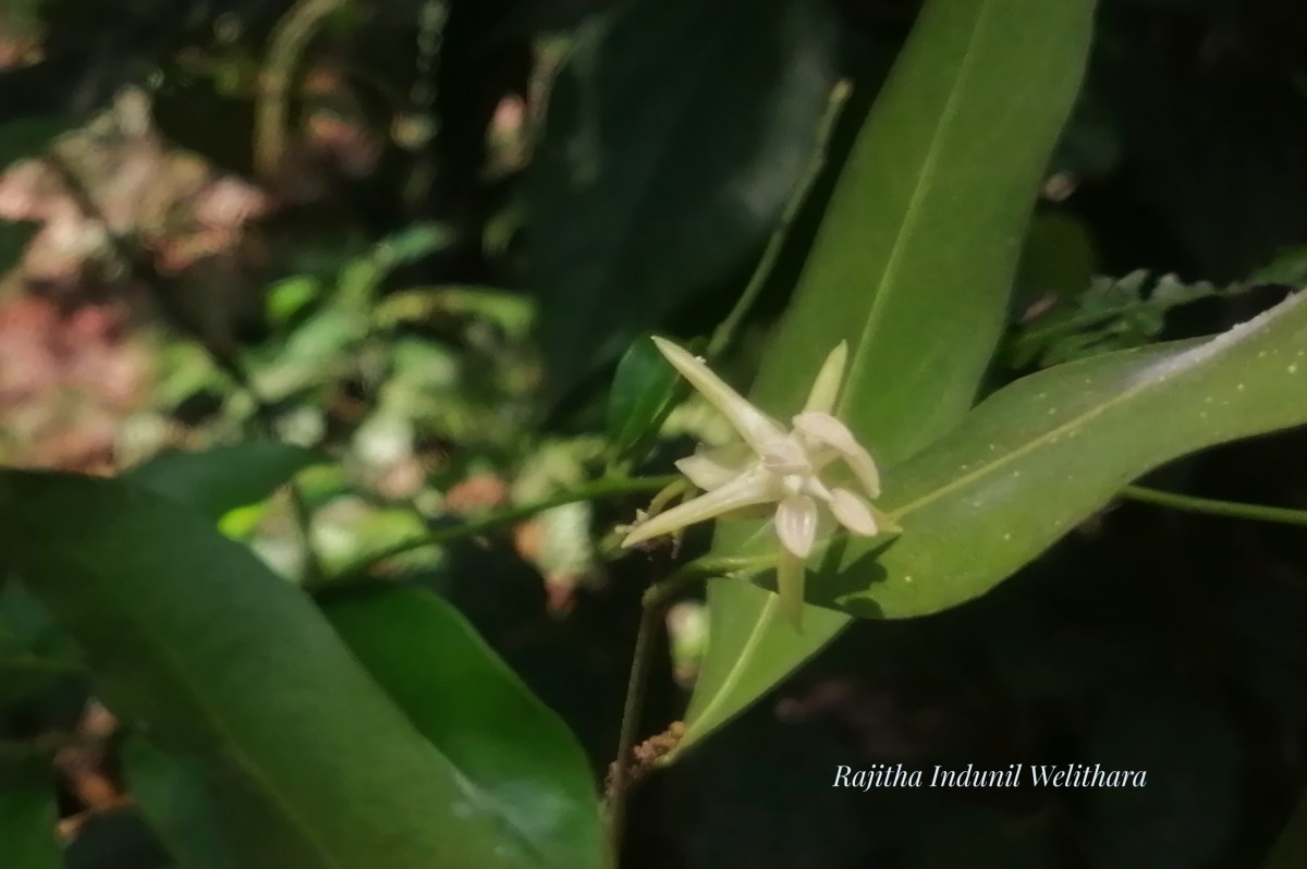 Chlorocarpa pentaschista Alston