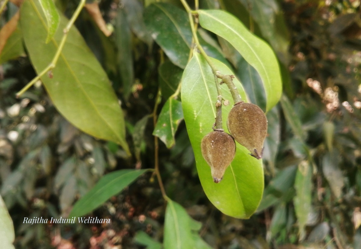 Chlorocarpa pentaschista Alston