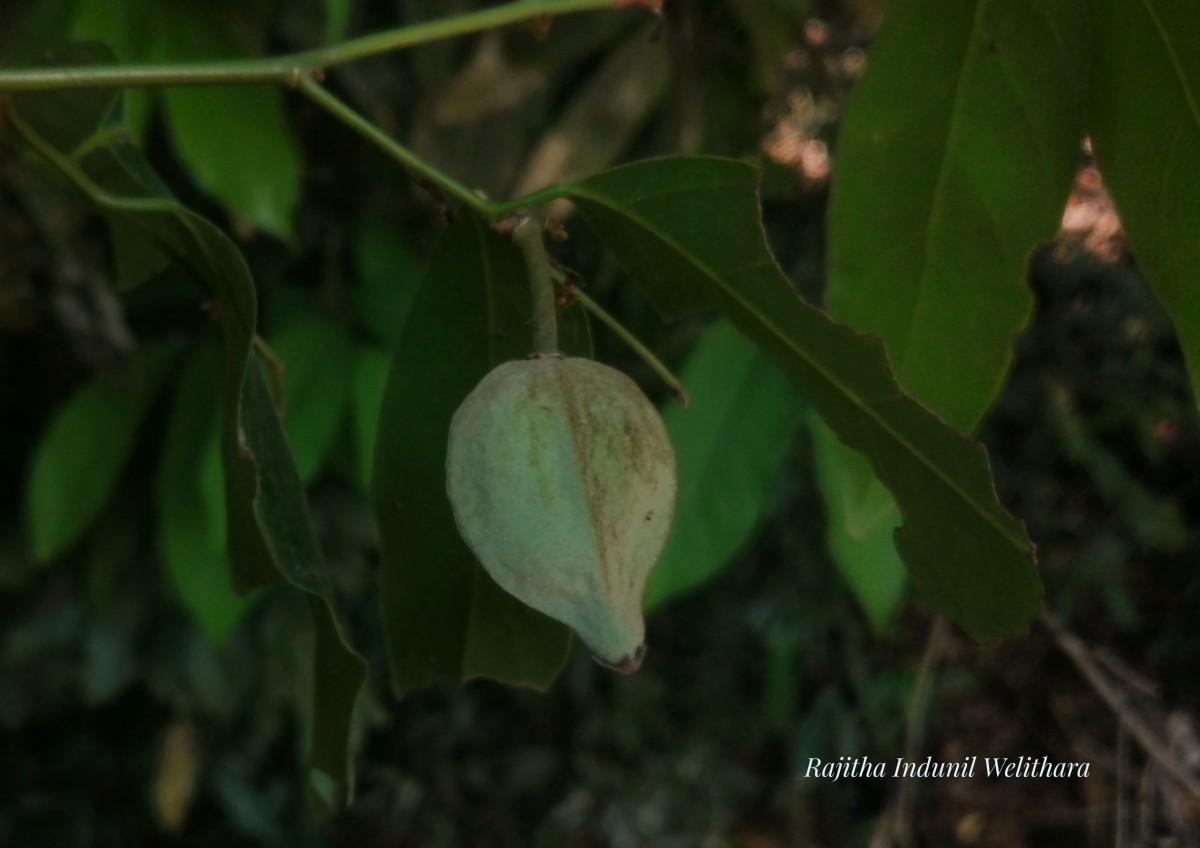 Chlorocarpa pentaschista Alston