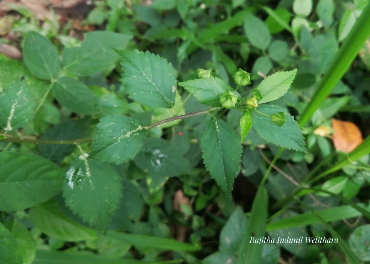 Sida rhombifolia L.