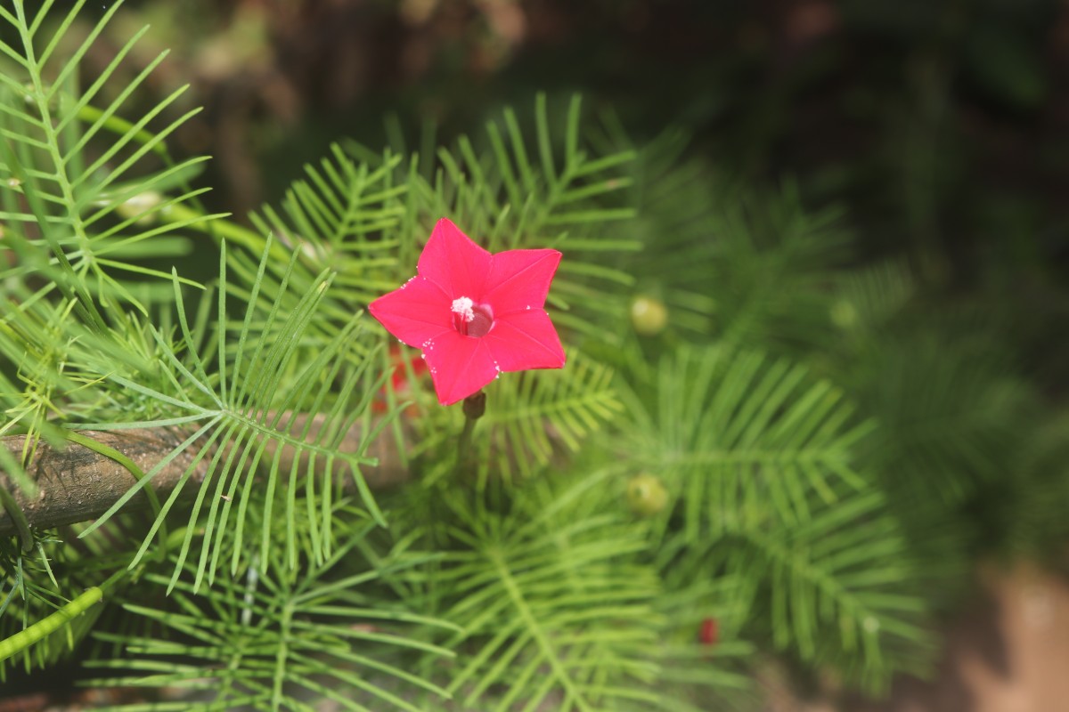 Ipomoea quamoclit L.