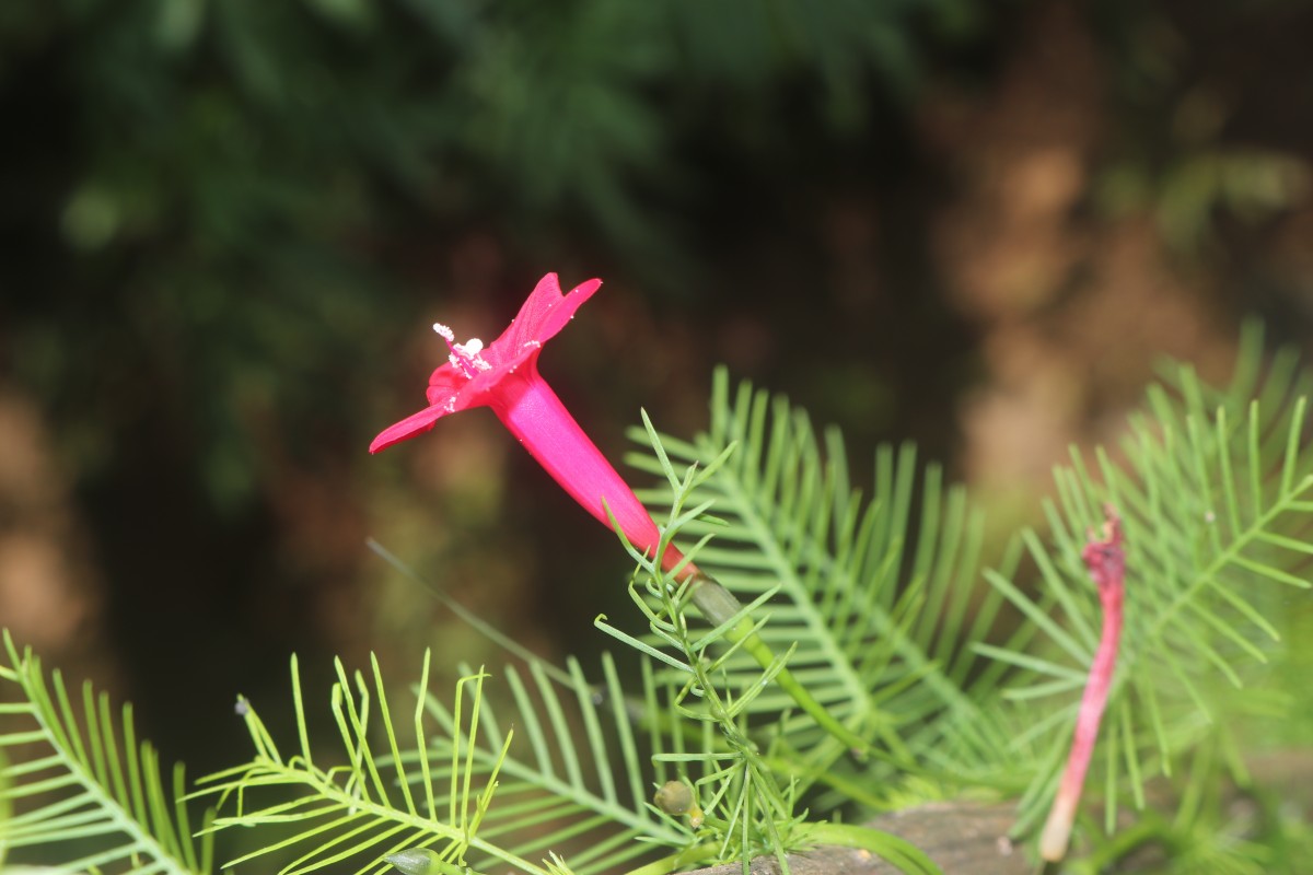 Ipomoea quamoclit L.