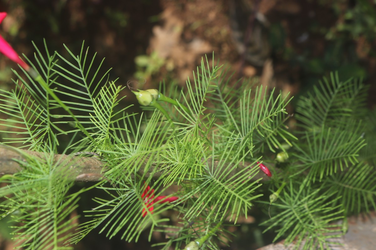 Ipomoea quamoclit L.