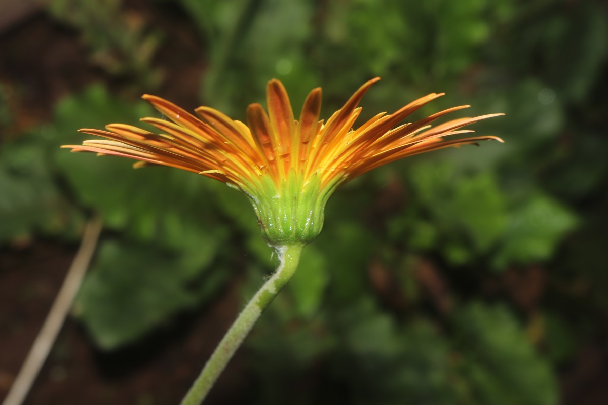 Gerbera jamesonii Bolus