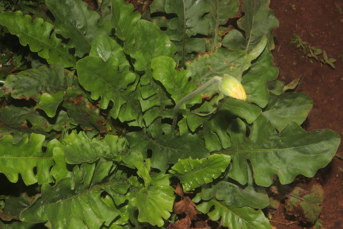 Gerbera jamesonii Bolus