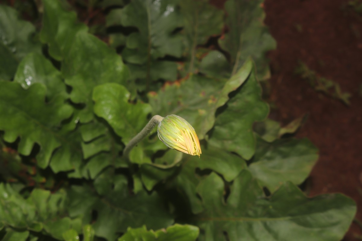 Gerbera jamesonii Bolus