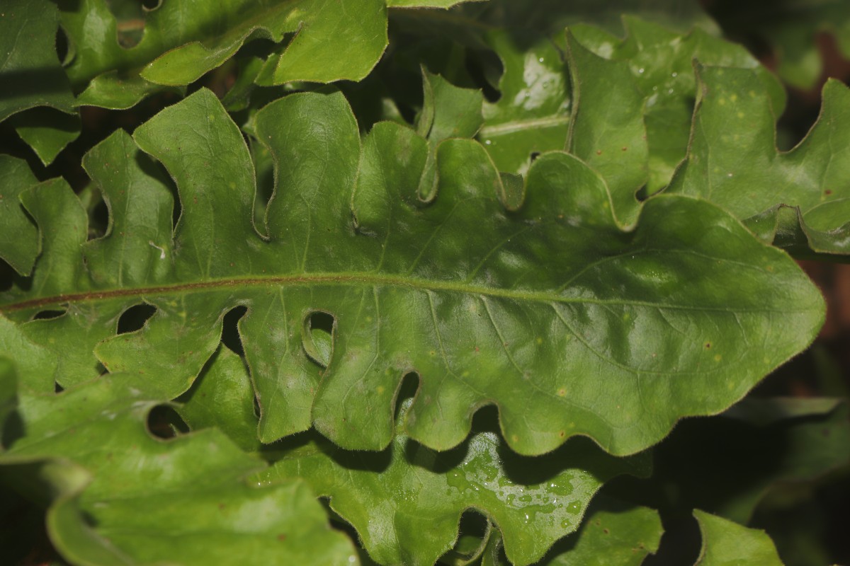 Gerbera jamesonii Bolus