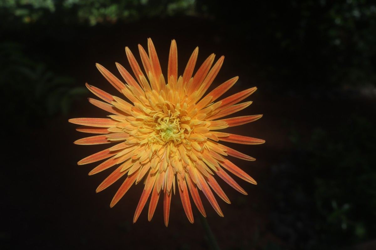 Gerbera jamesonii Bolus