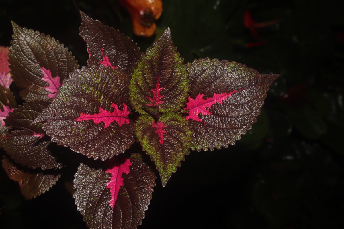 Coleus scutellarioides (L.) Benth.