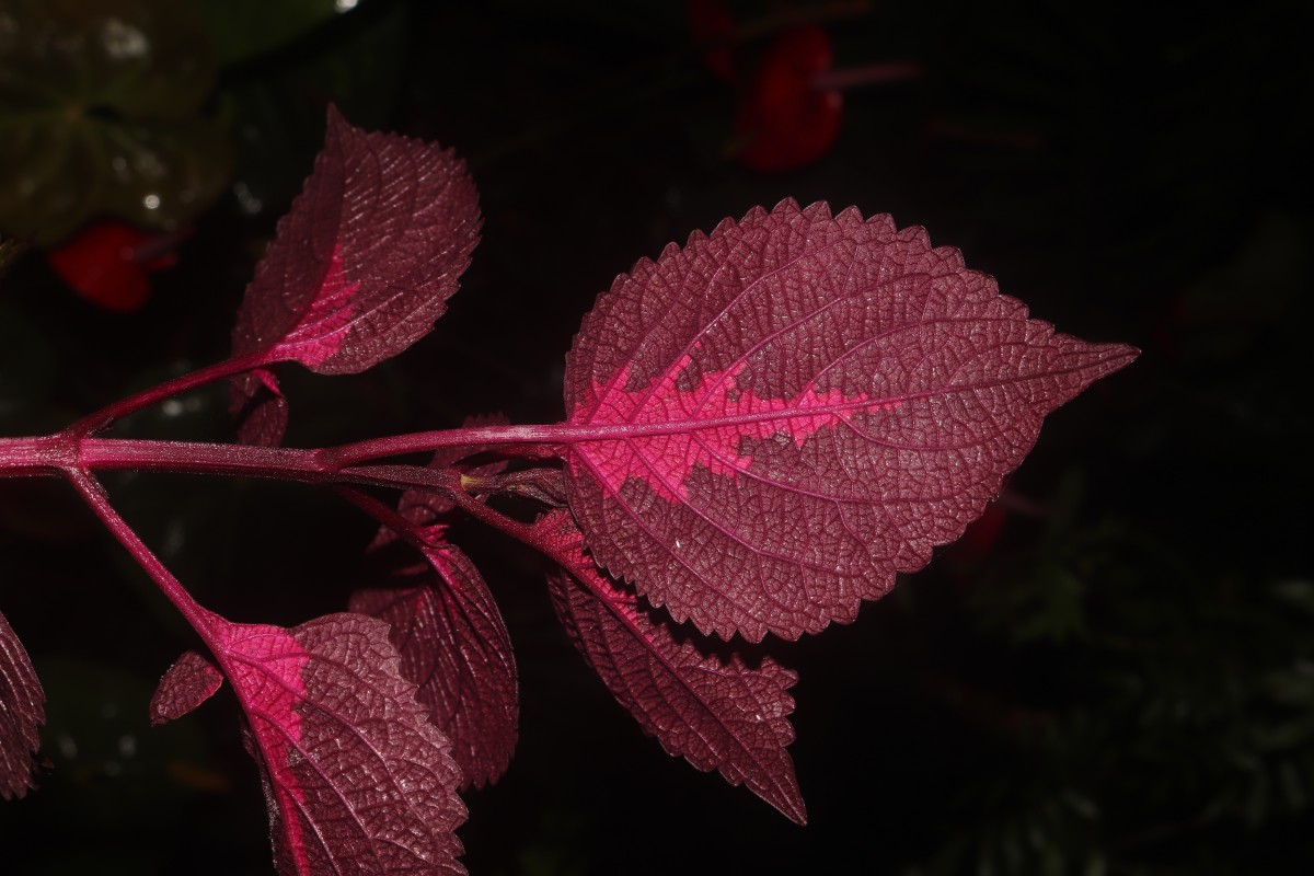 Coleus scutellarioides (L.) Benth.