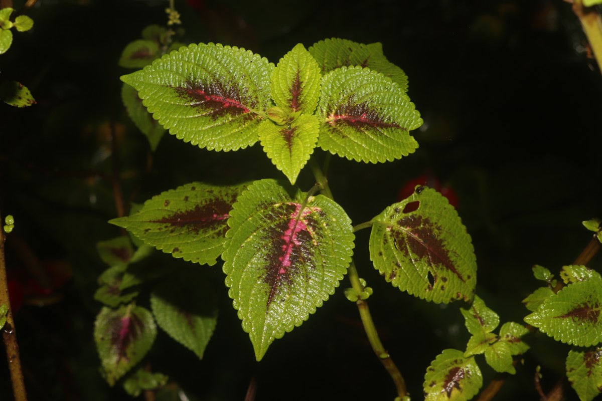 Coleus scutellarioides (L.) Benth.