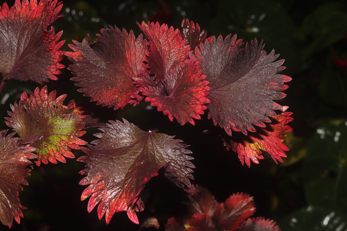 Coleus scutellarioides (L.) Benth.