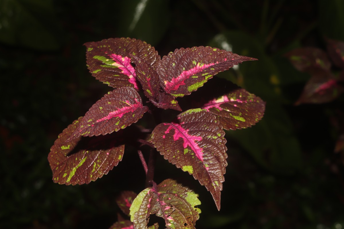 Coleus scutellarioides (L.) Benth.