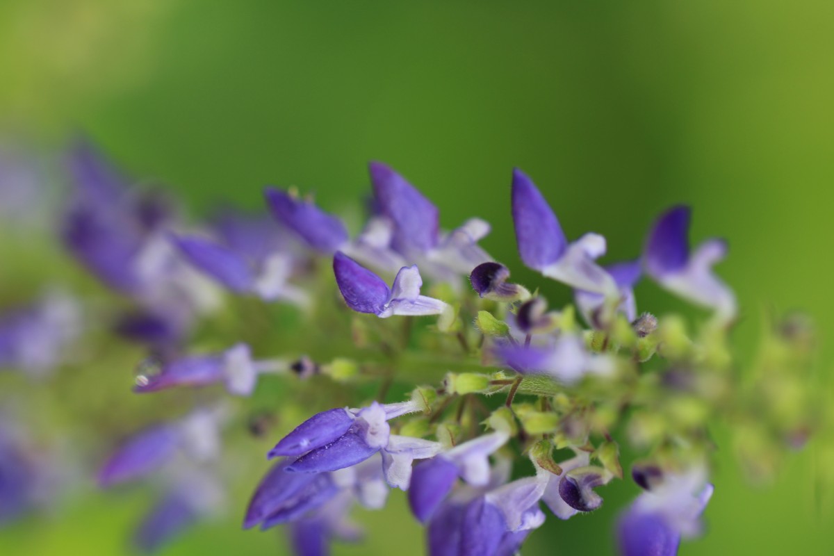 Coleus scutellarioides (L.) Benth.