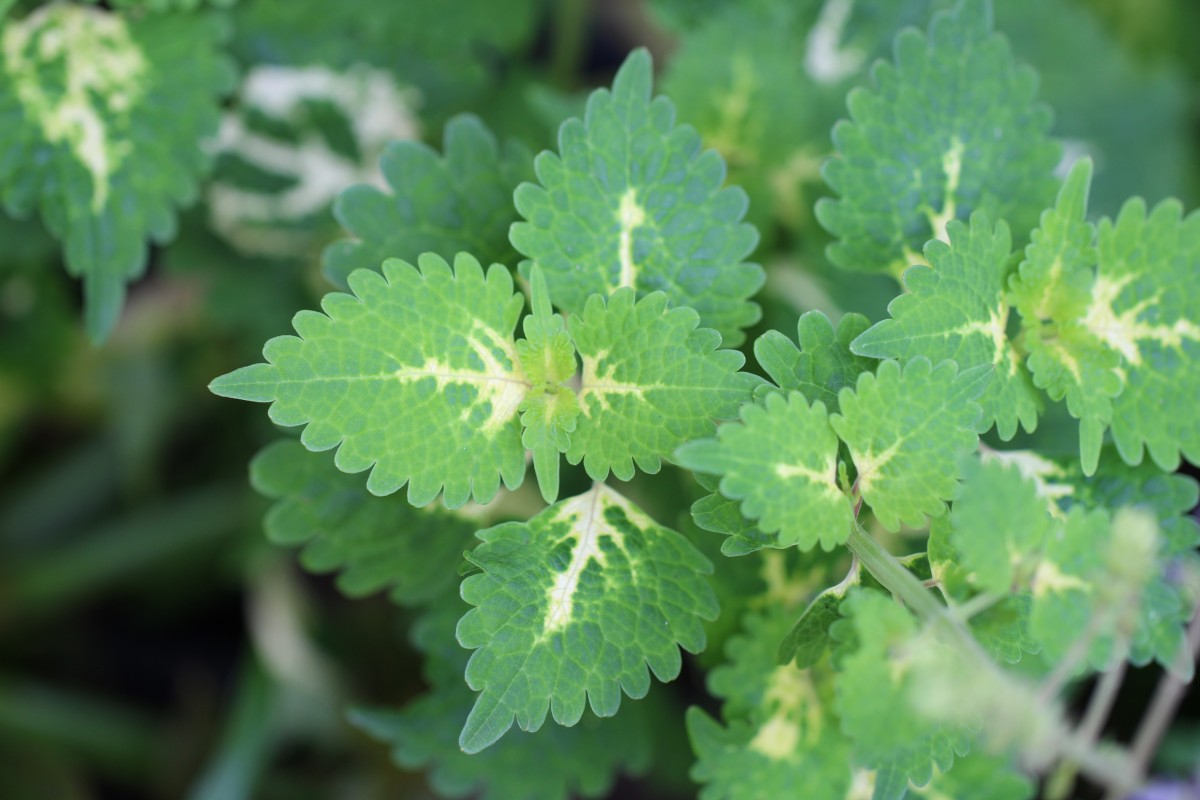 Coleus scutellarioides (L.) Benth.