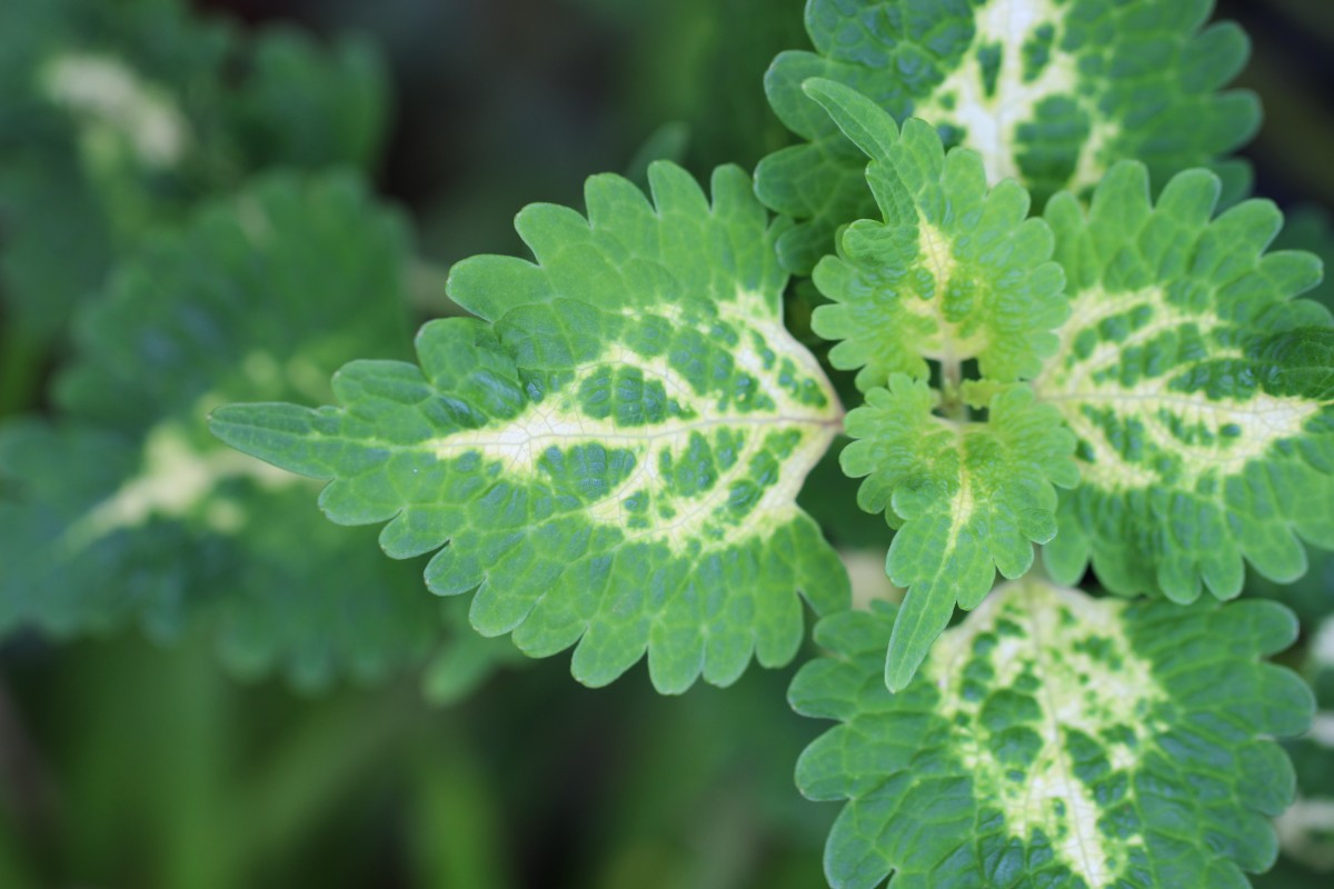 Coleus scutellarioides (L.) Benth.