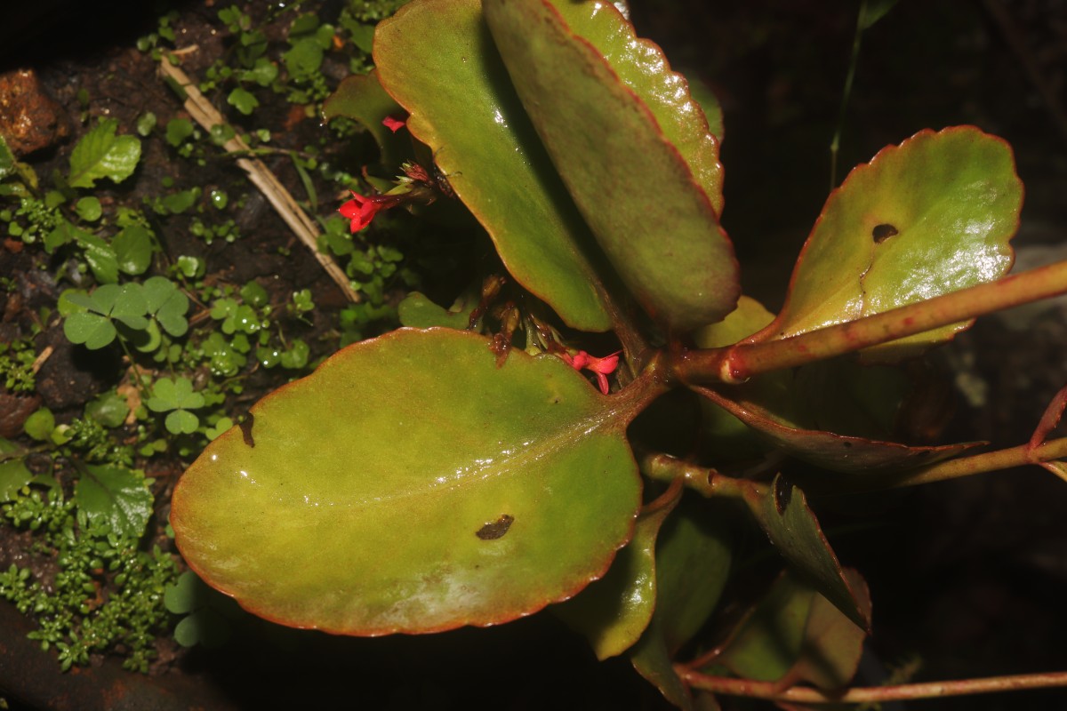 Kalanchoe blossfeldiana Poelln.