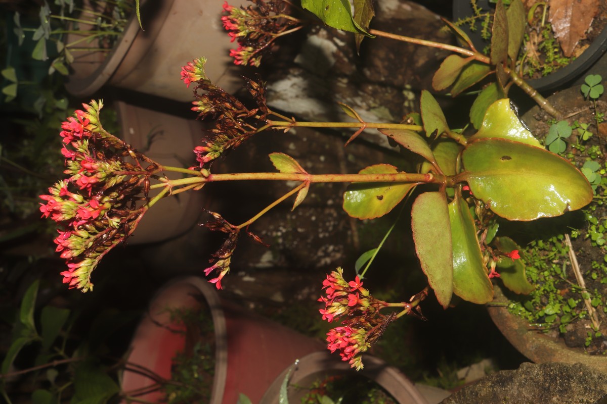 Kalanchoe blossfeldiana Poelln.