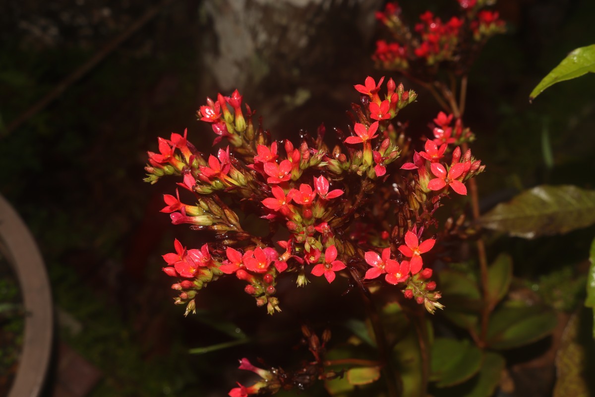 Kalanchoe blossfeldiana Poelln.