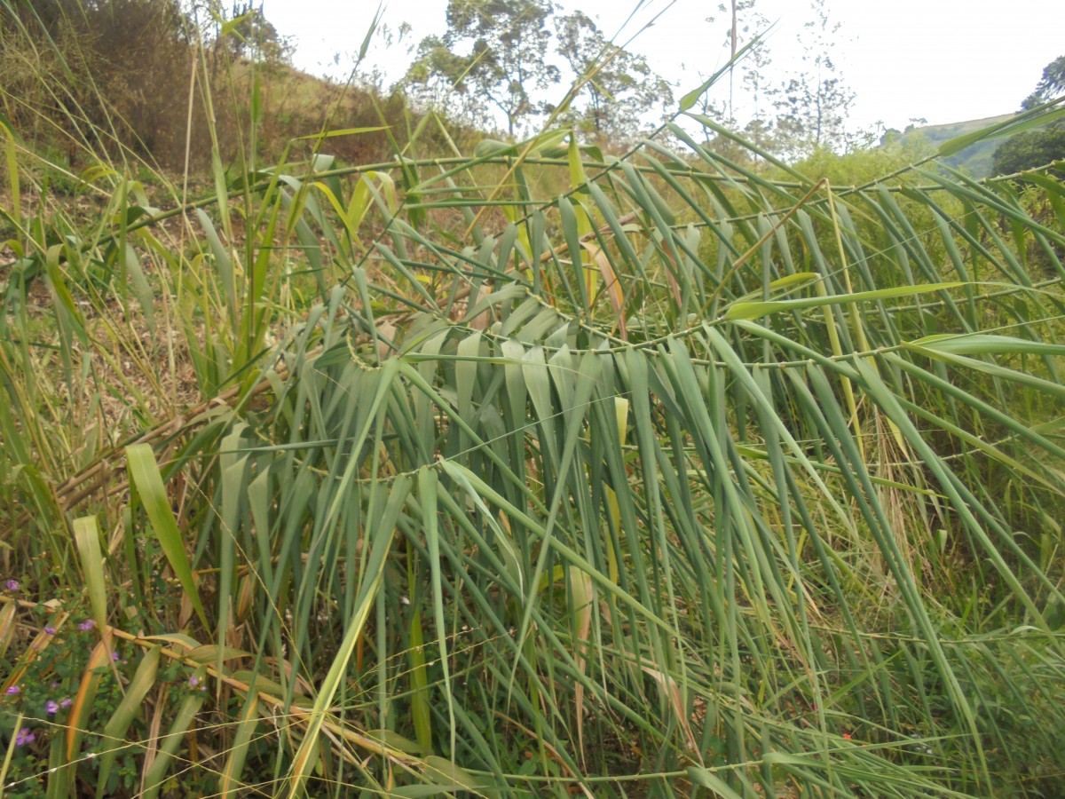 Arundo donax L.