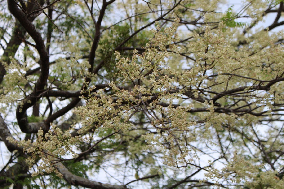 Chloroxylon swietenia DC.