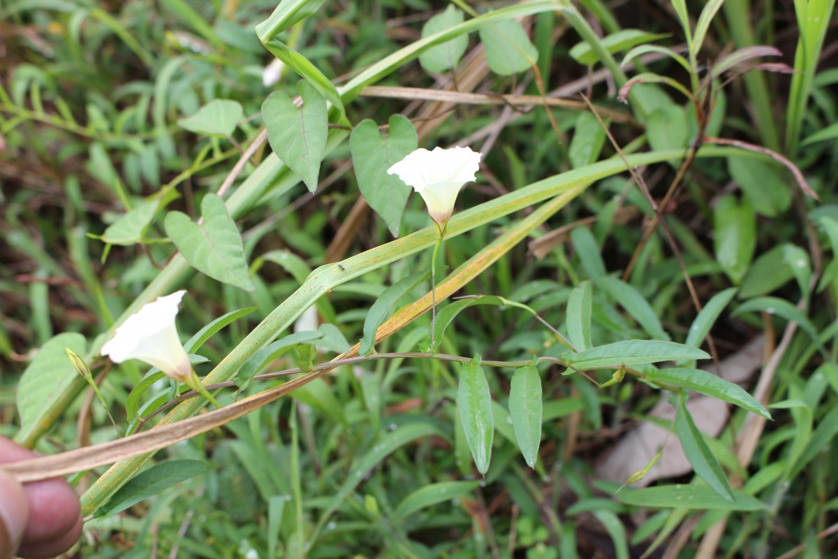 Xenostegia tridentata (L.) D.F.Austin & Staples