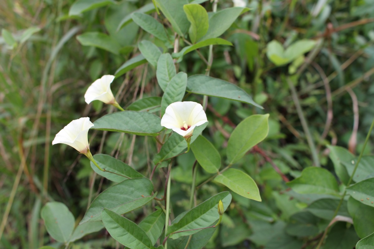 Xenostegia tridentata (L.) D.F.Austin & Staples