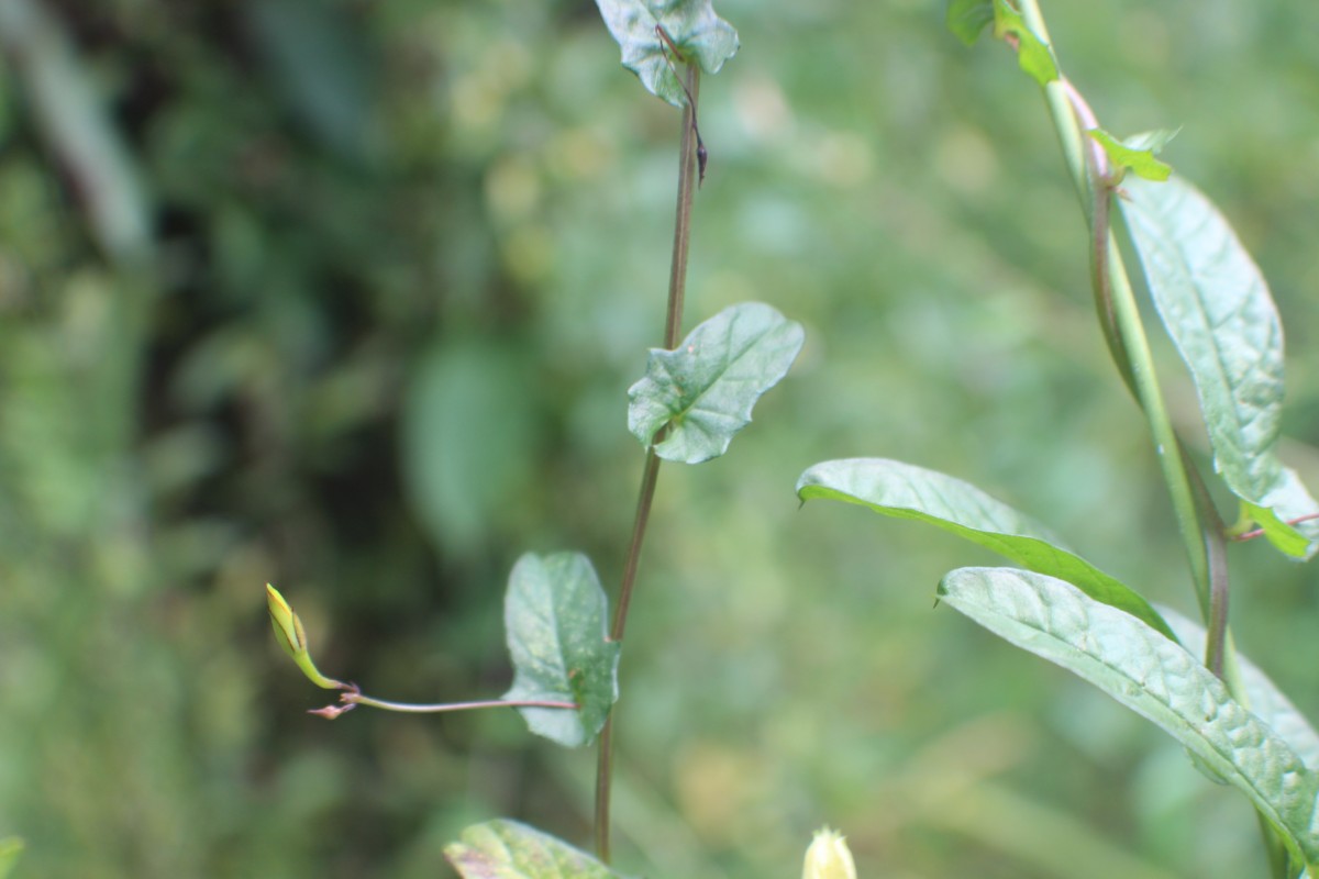 Xenostegia tridentata (L.) D.F.Austin & Staples