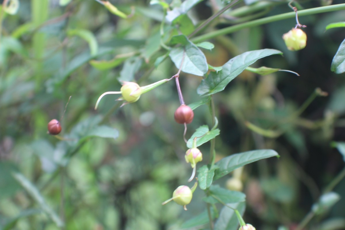 Xenostegia tridentata (L.) D.F.Austin & Staples