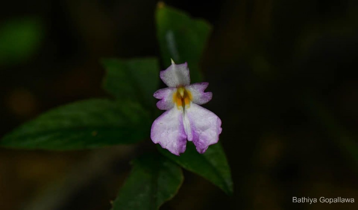 Impatiens jacobdevlasii Herath,C.Bandara & Gopallawa