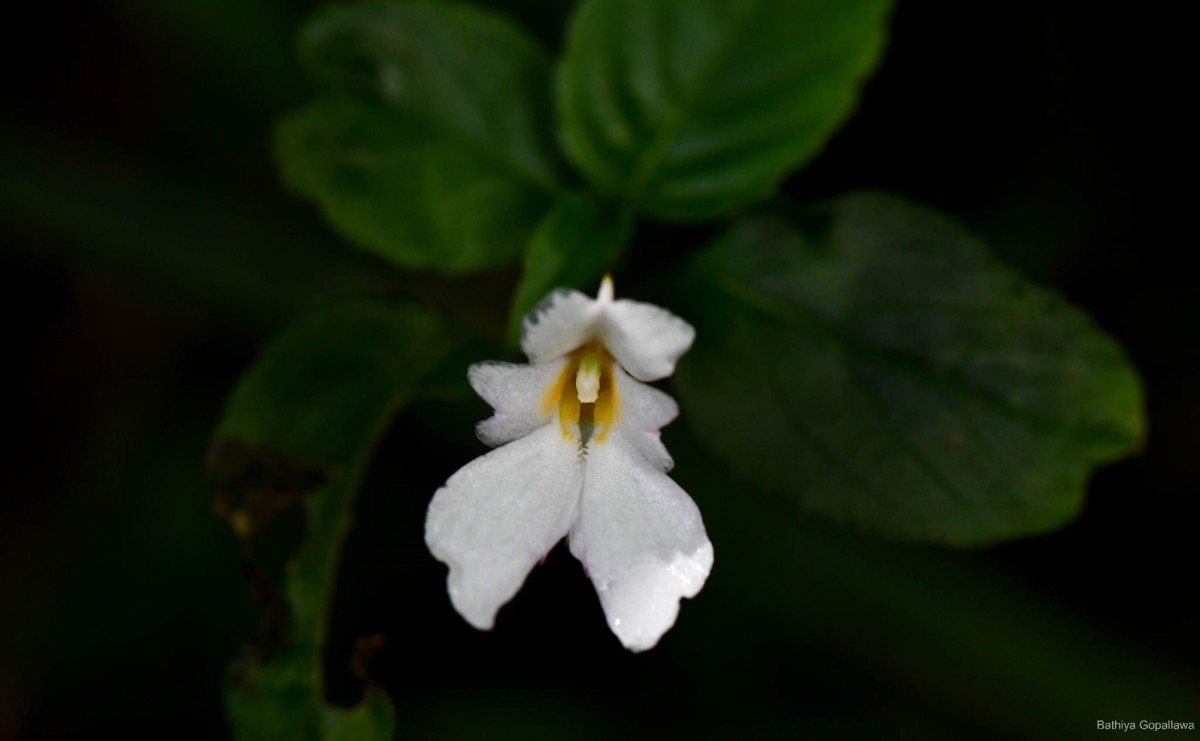 Impatiens jacobdevlasii Herath,C.Bandara & Gopallawa