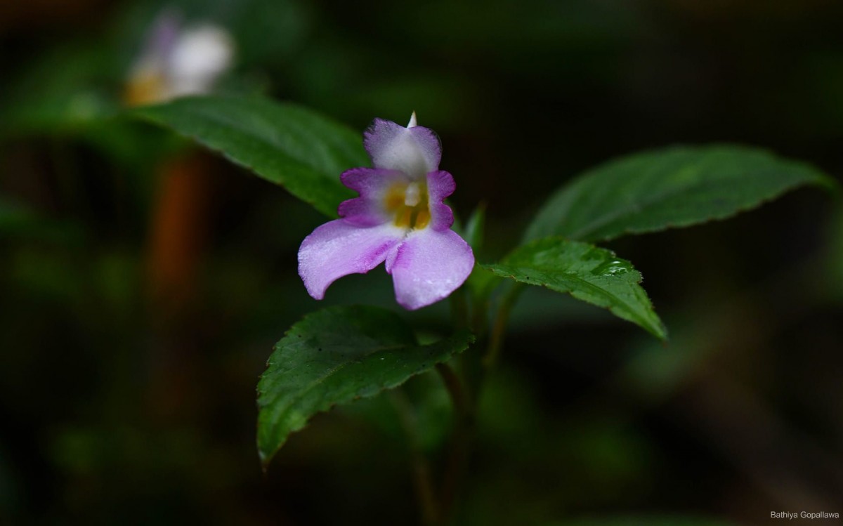 Impatiens jacobdevlasii Herath,C.Bandara & Gopallawa