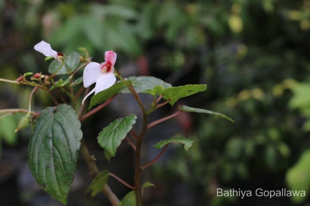 Impatiens subcordata Arn.