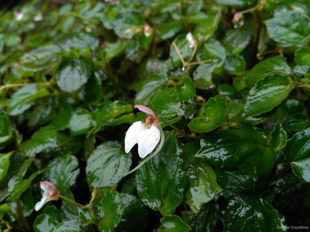 Impatiens subcordata Arn.