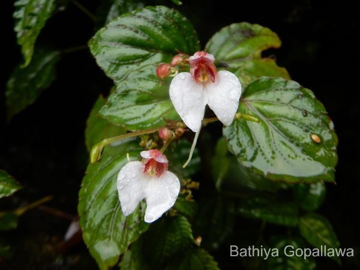 Impatiens subcordata Arn.