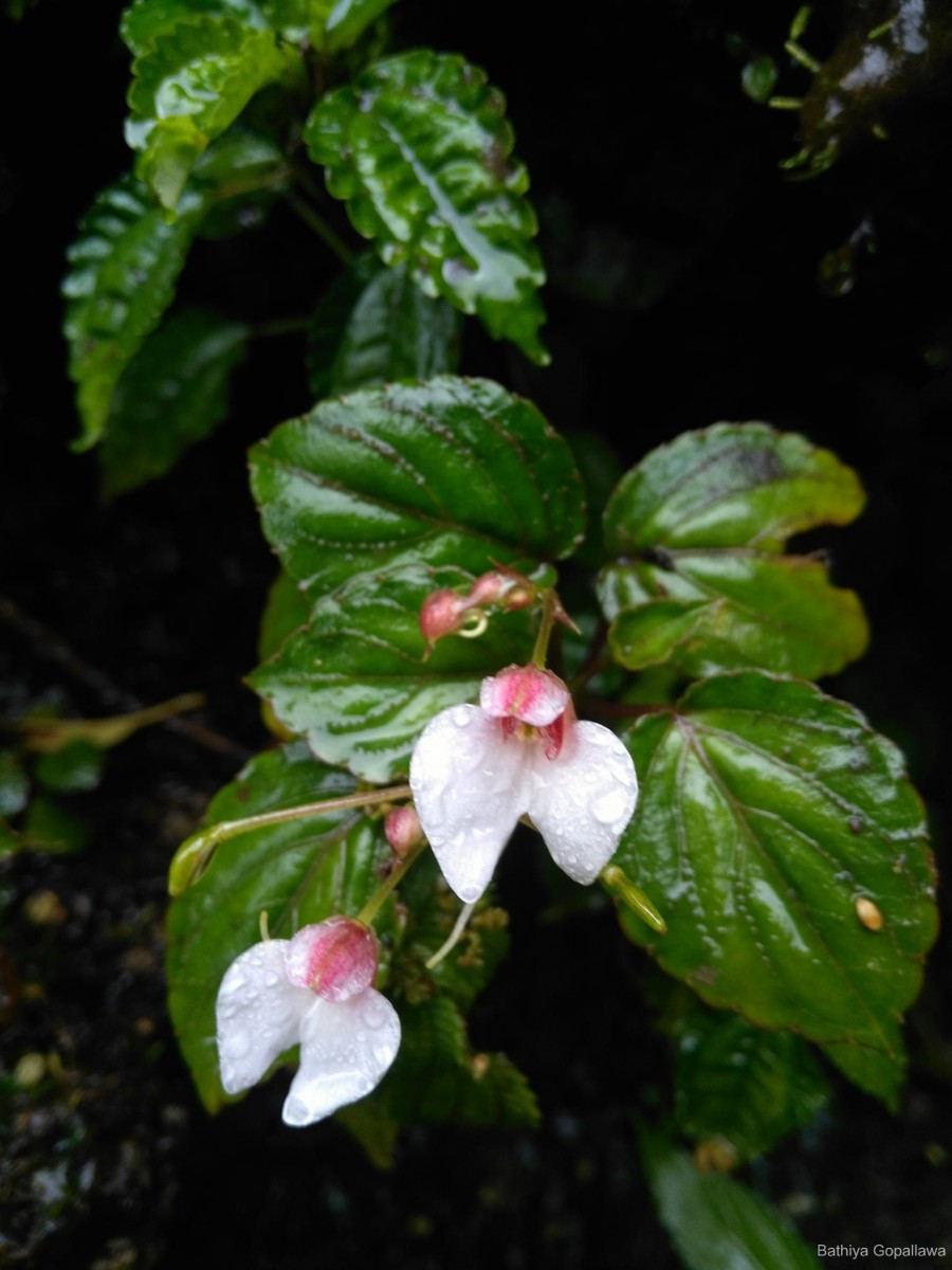 Impatiens subcordata Arn.