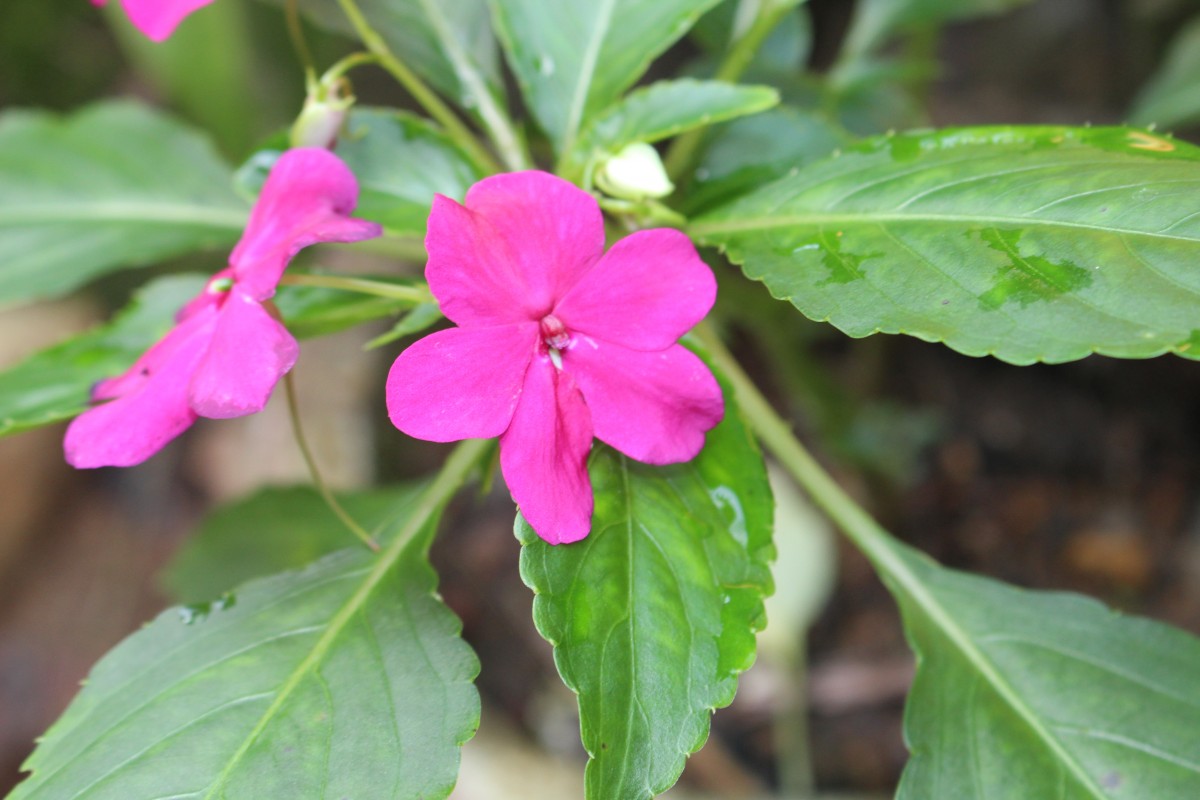 Impatiens walleriana Hook.f.