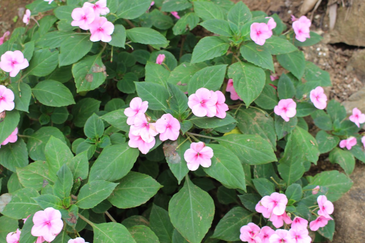 Impatiens walleriana Hook.f.