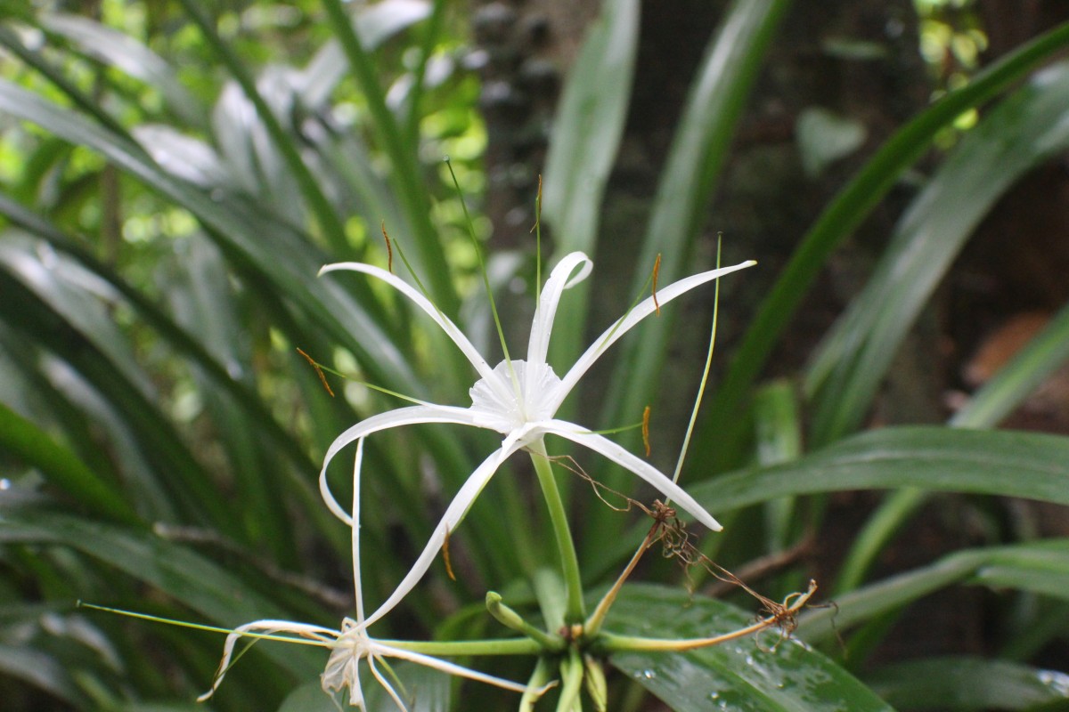 Hymenocallis littoralis (Jacq.) Salisb.