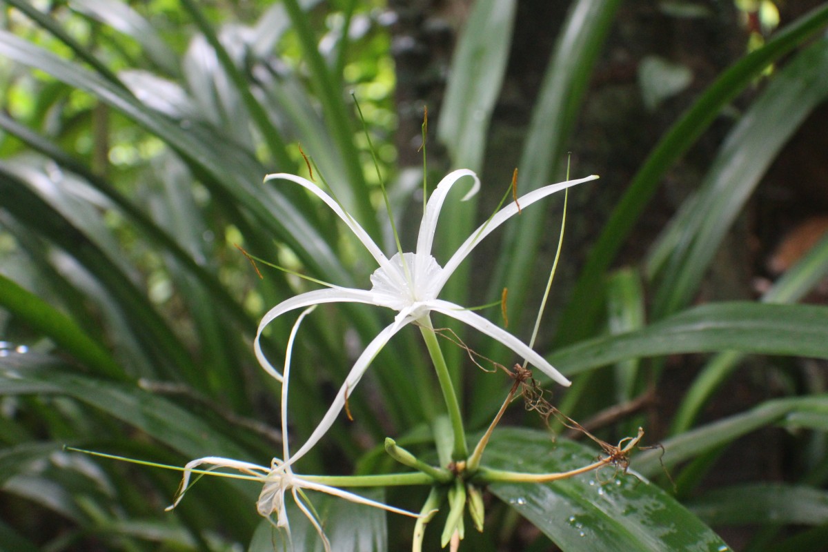 Hymenocallis littoralis (Jacq.) Salisb.