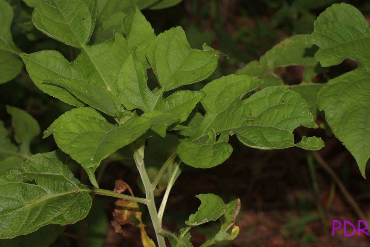 Tithonia rotundifolia (Mill.) S.F.Blake