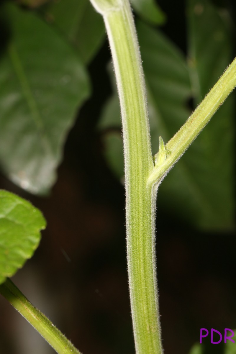 Tithonia rotundifolia (Mill.) S.F.Blake